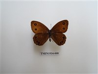 藏品(永澤蛇眼蝶)的圖片